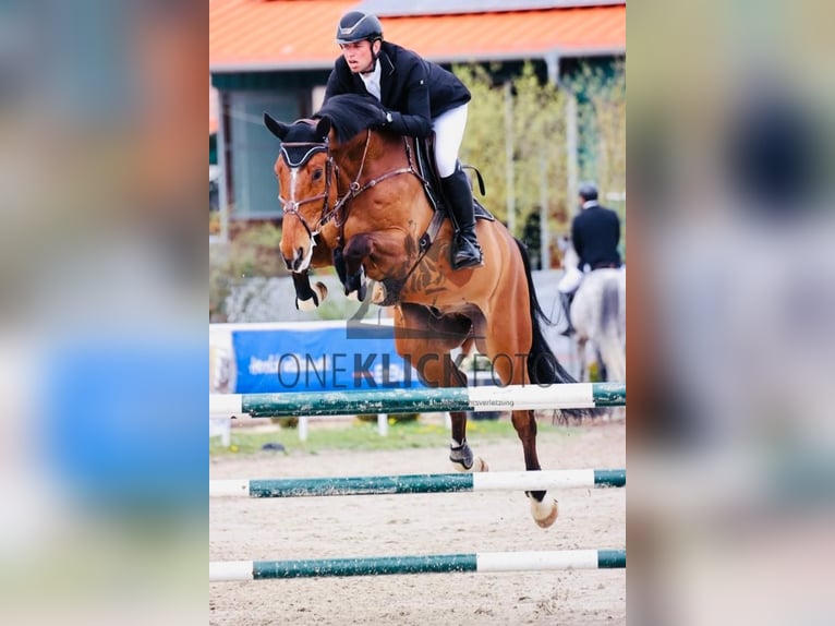 Belgisches Warmblut Wallach 10 Jahre 183 cm Brauner in Oberstadion