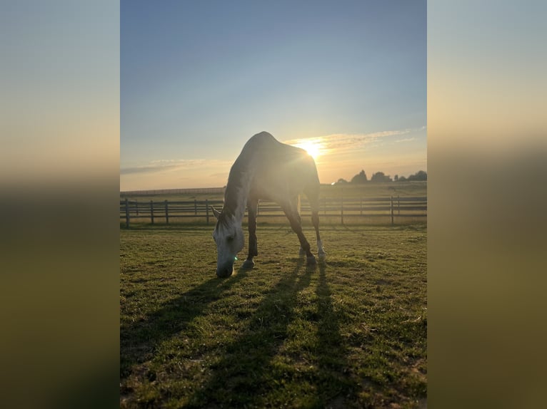 Belgisches Warmblut Wallach 10 Jahre Schimmel in Valognes