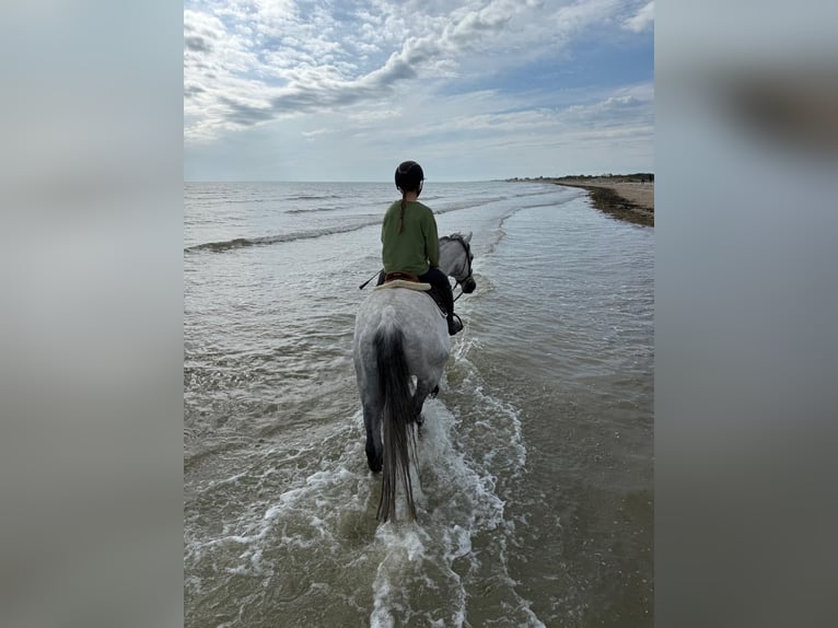 Belgisches Warmblut Wallach 10 Jahre Schimmel in Valognes