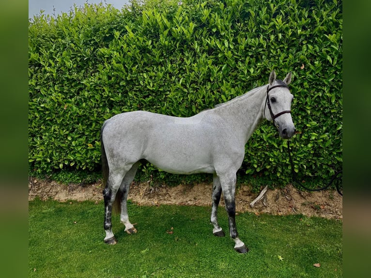 Belgisches Warmblut Wallach 10 Jahre Schimmel in Valognes
