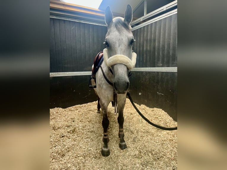 Belgisches Warmblut Wallach 10 Jahre Schimmel in Valognes