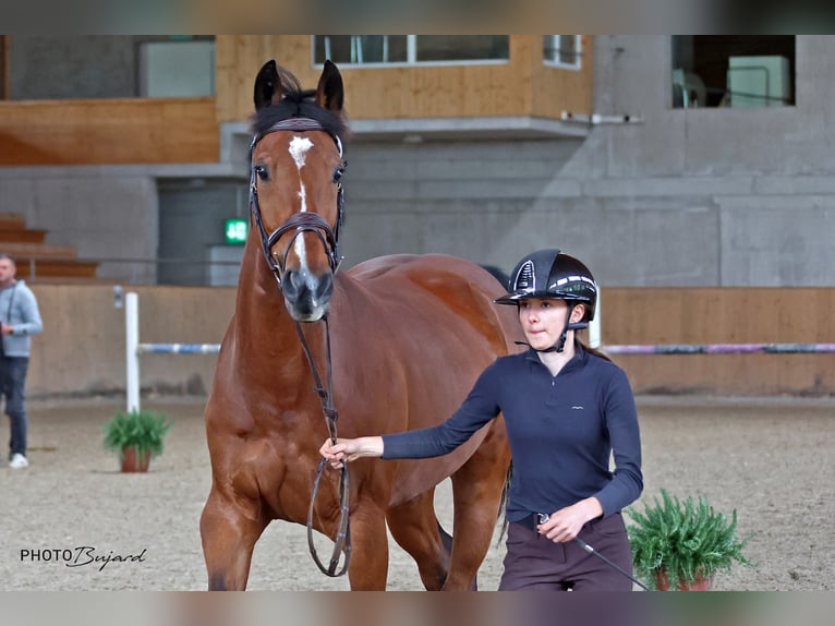 Belgisches Warmblut Wallach 11 Jahre 165 cm Brauner in Biel-Benken BL