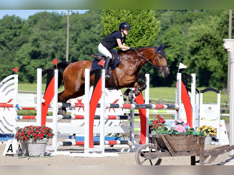 Belgisches Warmblut Wallach 11 Jahre 165 cm Brauner in Biel-Benken BL