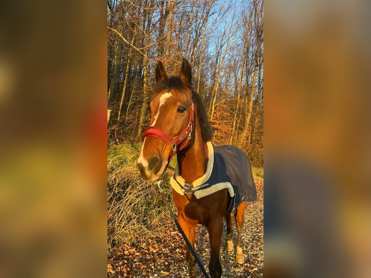 Belgisches Warmblut Wallach 11 Jahre 165 cm Brauner in Biel-Benken BL