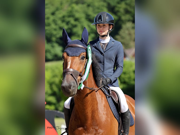 Belgisches Warmblut Wallach 11 Jahre 165 cm Brauner in Biel-Benken BL