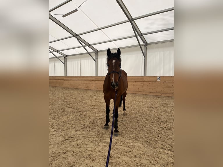 Belgisches Warmblut Wallach 11 Jahre 165 cm Brauner in Biel-Benken BL
