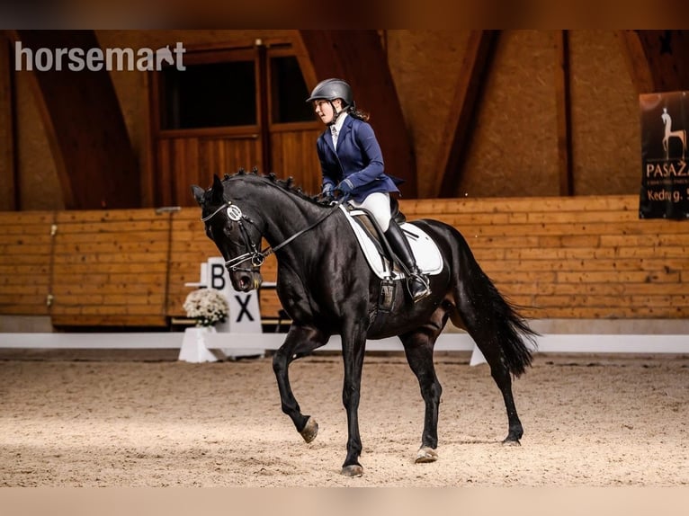 Belgisches Warmblut Wallach 11 Jahre 165 cm Rappe in Vilnius