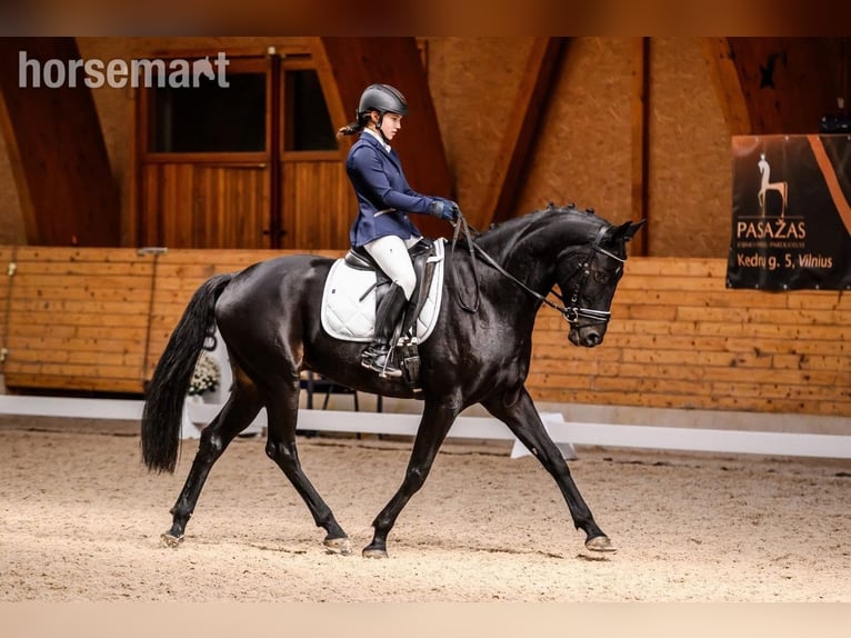 Belgisches Warmblut Wallach 11 Jahre 165 cm Rappe in Vilnius