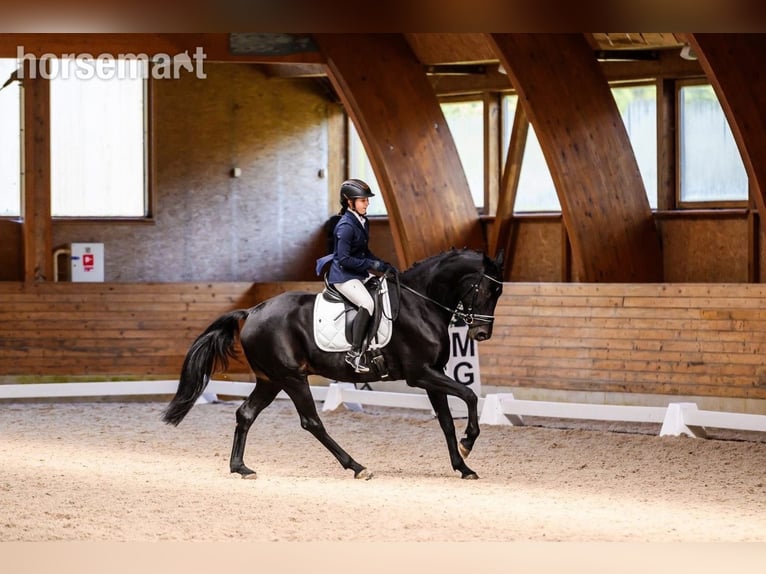 Belgisches Warmblut Wallach 11 Jahre 165 cm Rappe in Vilnius