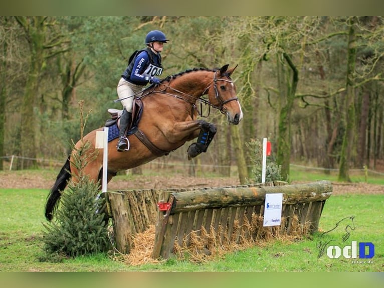Belgisches Warmblut Wallach 11 Jahre 167 cm Brauner in Den Dungen