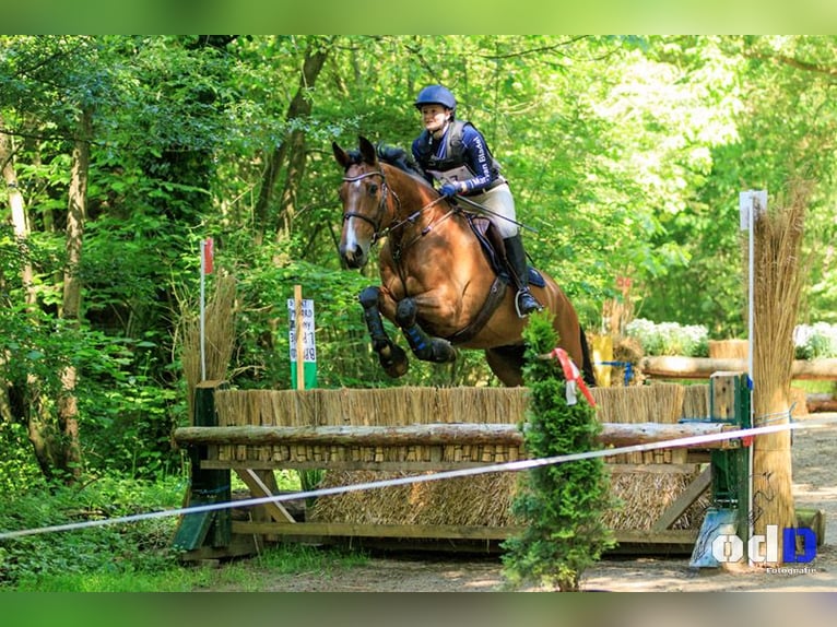 Belgisches Warmblut Wallach 11 Jahre 167 cm Brauner in Den Dungen