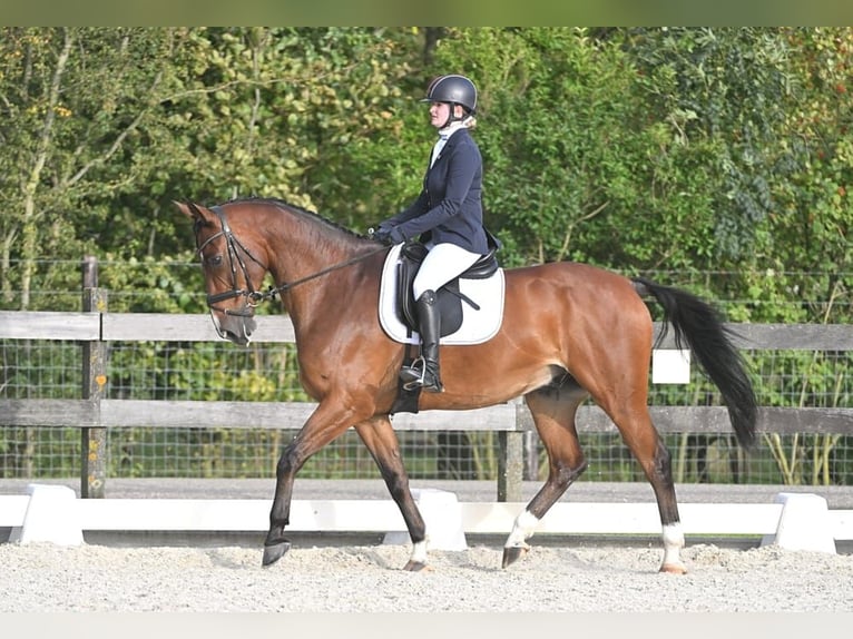 Belgisches Warmblut Wallach 11 Jahre 167 cm Brauner in Den Dungen