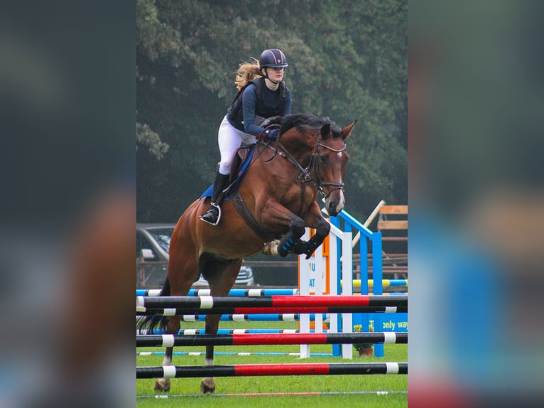 Belgisches Warmblut Wallach 11 Jahre 167 cm Brauner in Den Dungen