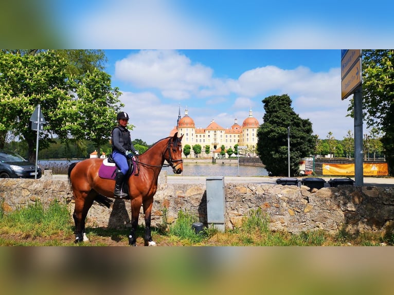 Belgisches Warmblut Wallach 11 Jahre 168 cm Brauner in Fulda