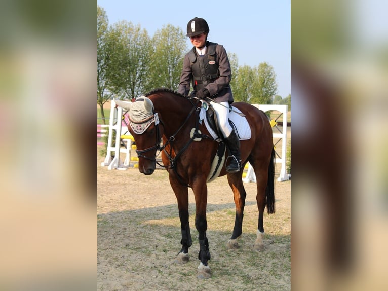 Belgisches Warmblut Wallach 11 Jahre 168 cm Brauner in Fulda