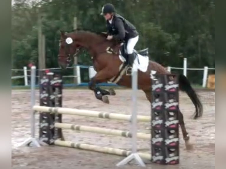 Belgisches Warmblut Wallach 11 Jahre 168 cm Brauner in Fulda
