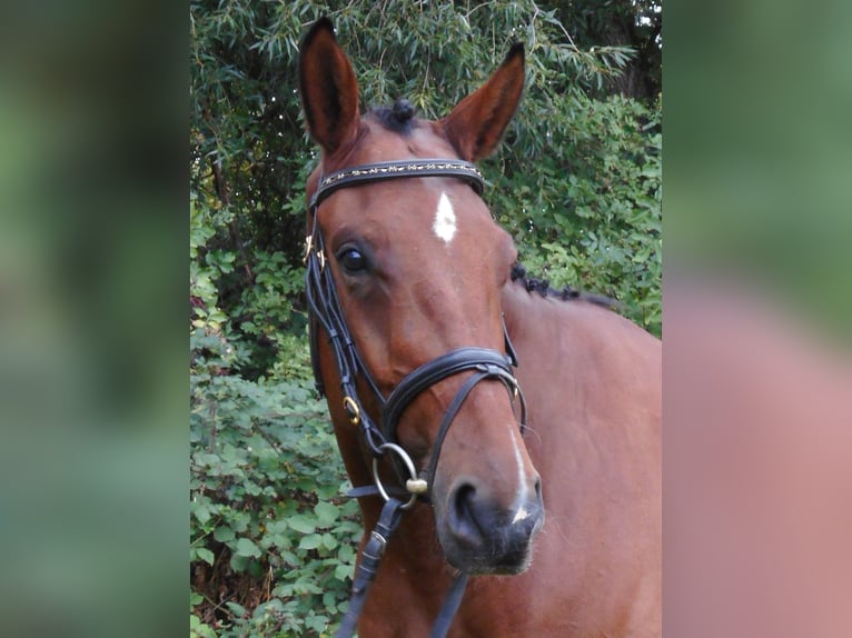 Belgisches Warmblut Wallach 11 Jahre 168 cm Brauner in Fulda