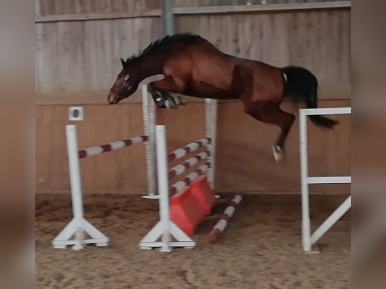 Belgisches Warmblut Wallach 11 Jahre 168 cm Brauner in Fulda