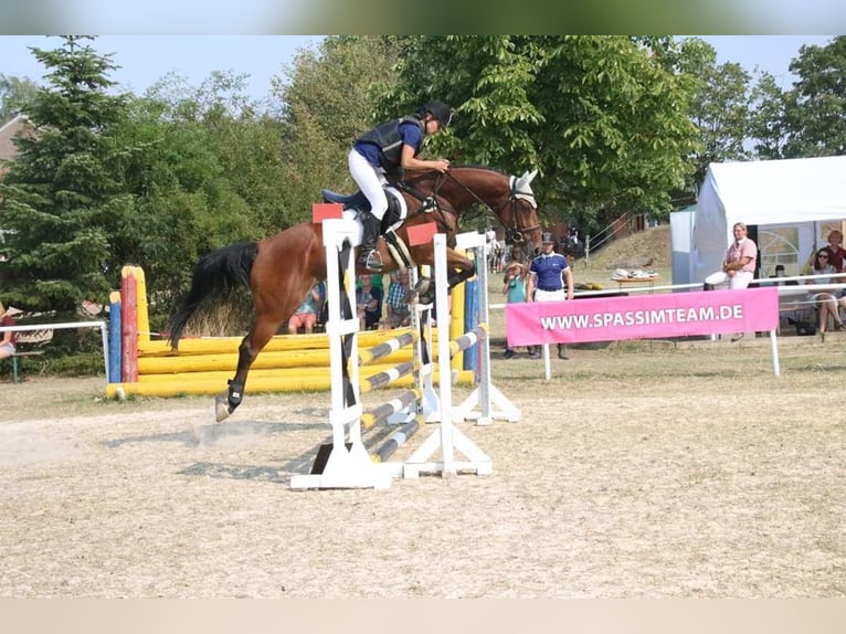 Belgisches Warmblut Wallach 11 Jahre 168 cm Brauner in S&#xFC;dharz
