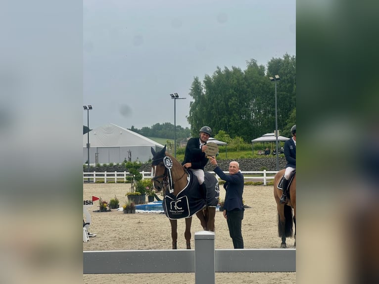 Belgisches Warmblut Wallach 11 Jahre 168 cm Fuchs in Ostopovice