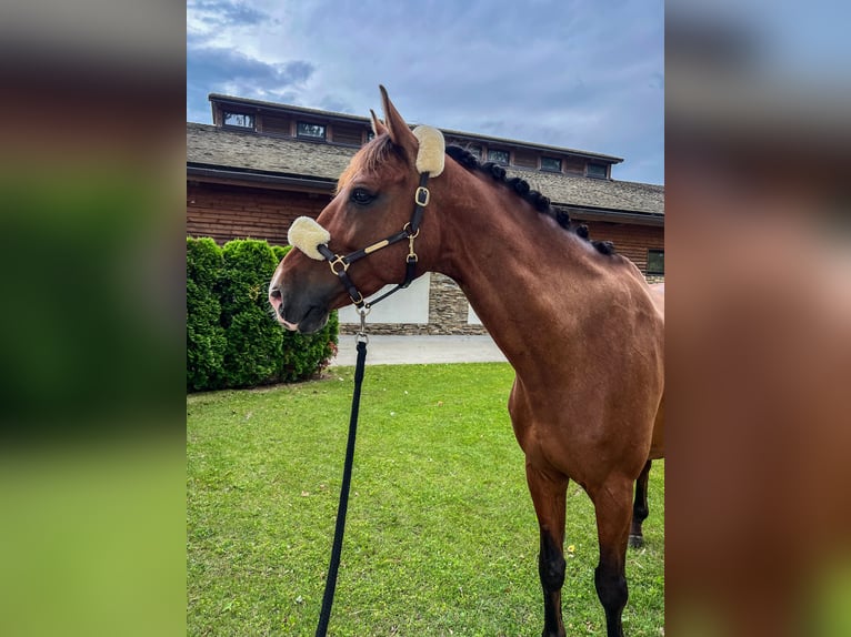 Belgisches Warmblut Wallach 11 Jahre 168 cm Rotbrauner in Budapest