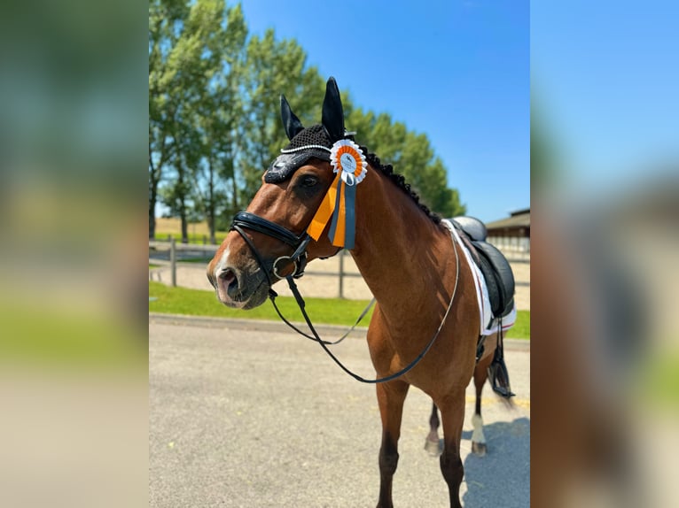 Belgisches Warmblut Wallach 11 Jahre 168 cm Rotbrauner in Budapest