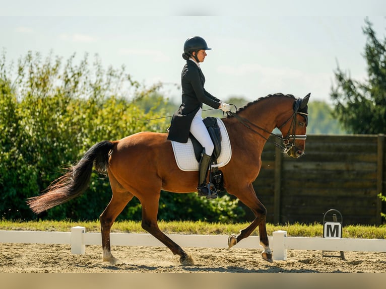 Belgisches Warmblut Wallach 11 Jahre 168 cm Rotbrauner in Budapest