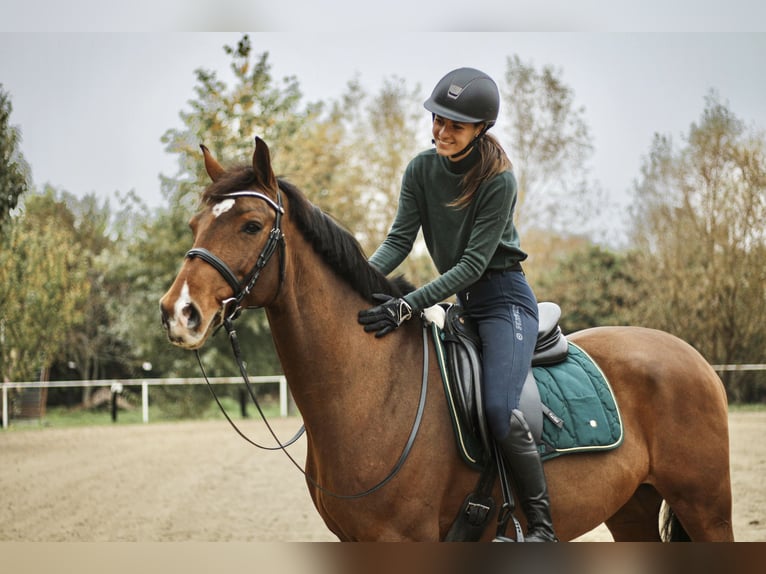 Belgisches Warmblut Wallach 11 Jahre 168 cm Rotbrauner in Budapest