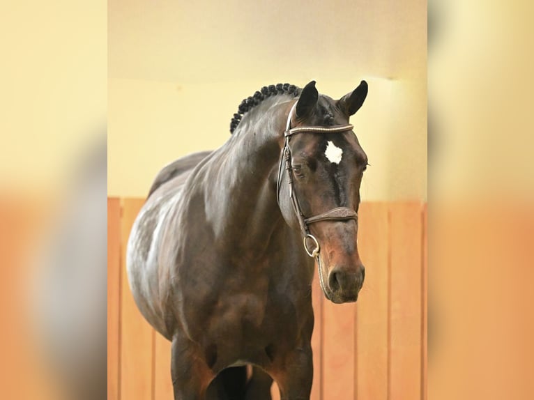 Belgisches Warmblut Wallach 11 Jahre 168 cm Schwarzbrauner in Bladel