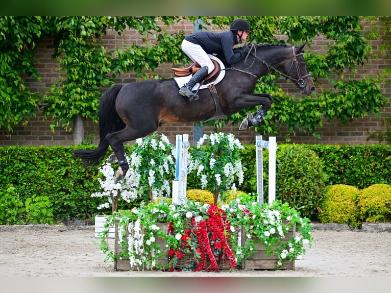 Belgisches Warmblut Wallach 11 Jahre 168 cm Schwarzbrauner in Bladel