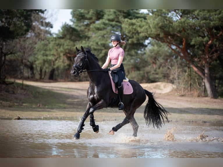 Belgisches Warmblut Wallach 11 Jahre 170 cm Rappe in laakdal