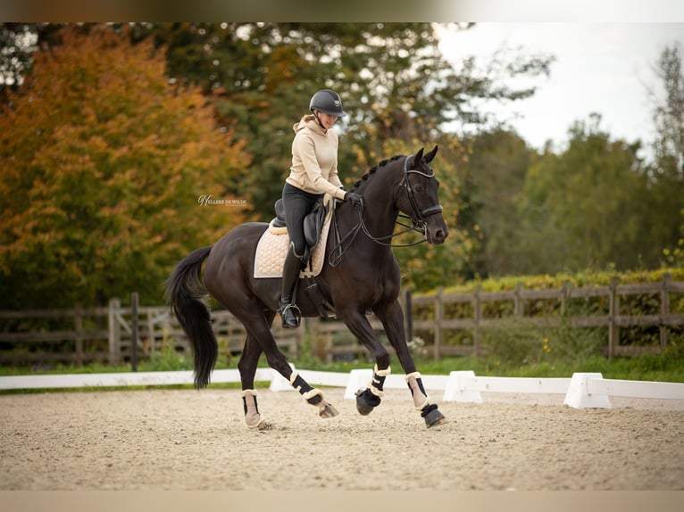 Belgisches Warmblut Wallach 11 Jahre 170 cm Rappe in Vorst