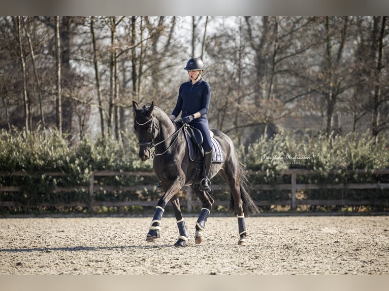 Belgisches Warmblut Wallach 11 Jahre 170 cm Rappe in Vorst