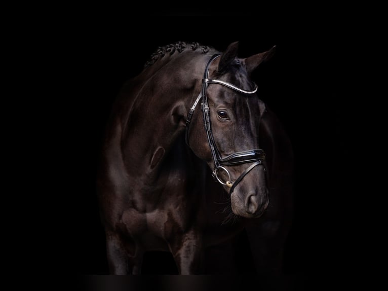 Belgisches Warmblut Wallach 11 Jahre 170 cm Rappe in Vorst