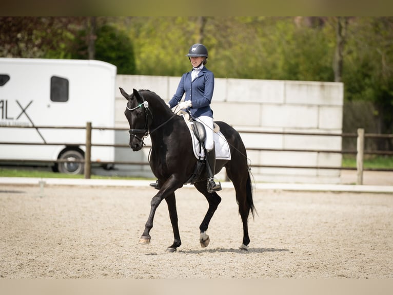 Belgisches Warmblut Wallach 11 Jahre 170 cm Rappe in Vorst