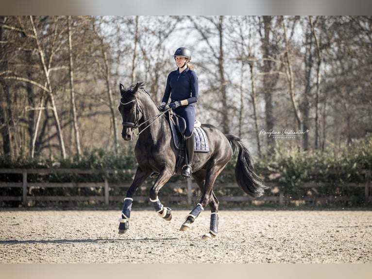 Belgisches Warmblut Wallach 11 Jahre 170 cm Rappe in Vorst