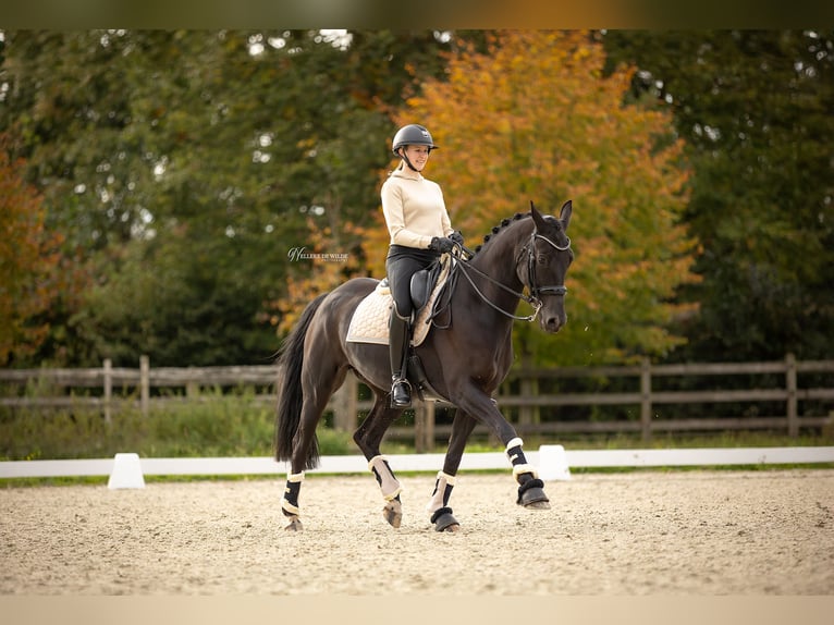 Belgisches Warmblut Wallach 11 Jahre 170 cm Rappe in Vorst