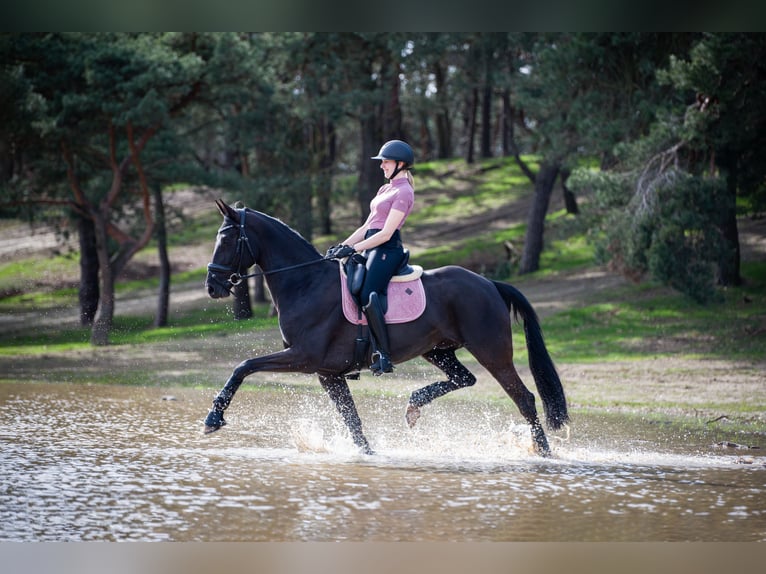 Belgisches Warmblut Wallach 11 Jahre 170 cm Rappe in Vorst