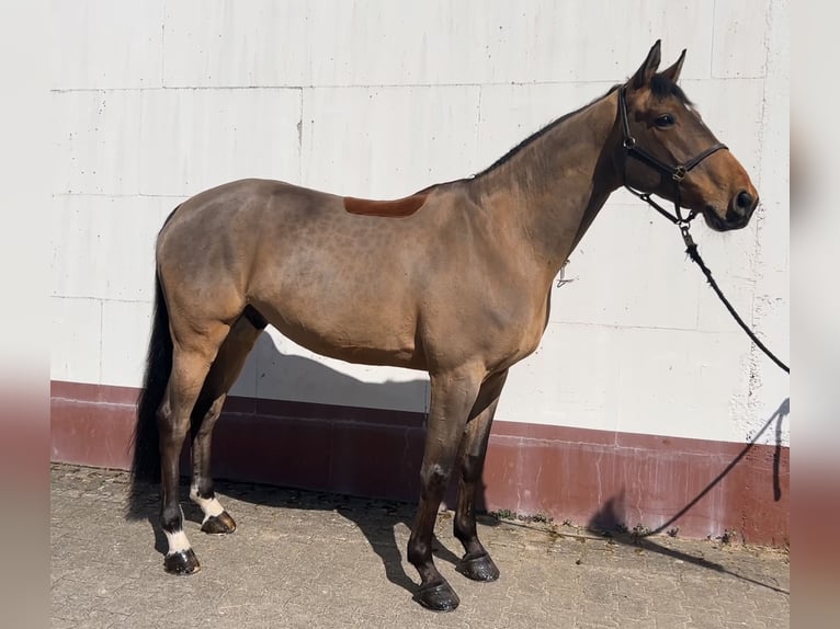 Belgisches Warmblut Wallach 11 Jahre 172 cm Brauner in Tholey