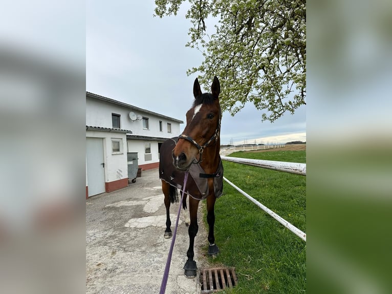 Belgisches Warmblut Wallach 11 Jahre 186 cm Brauner in Schiedlberg
