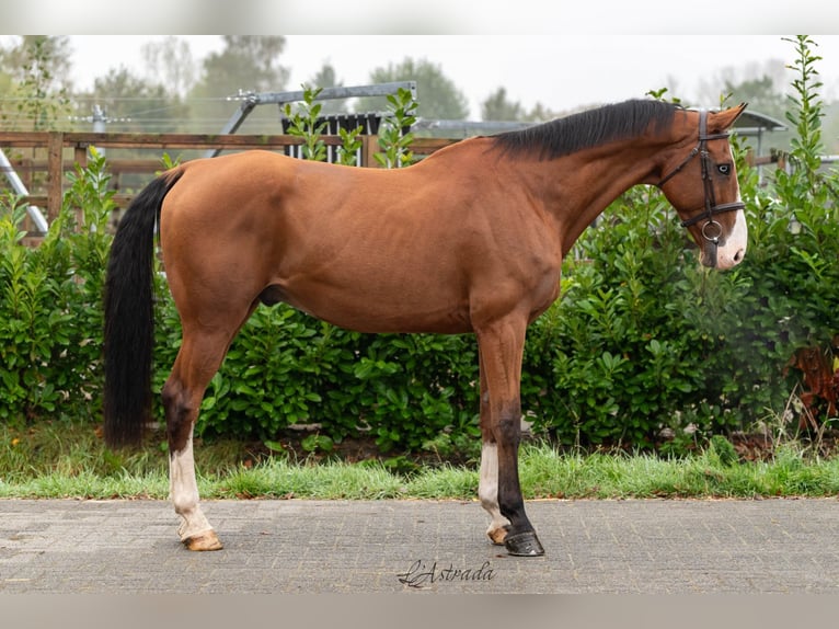 Belgisches Warmblut Wallach 11 Jahre Brauner in Bladel