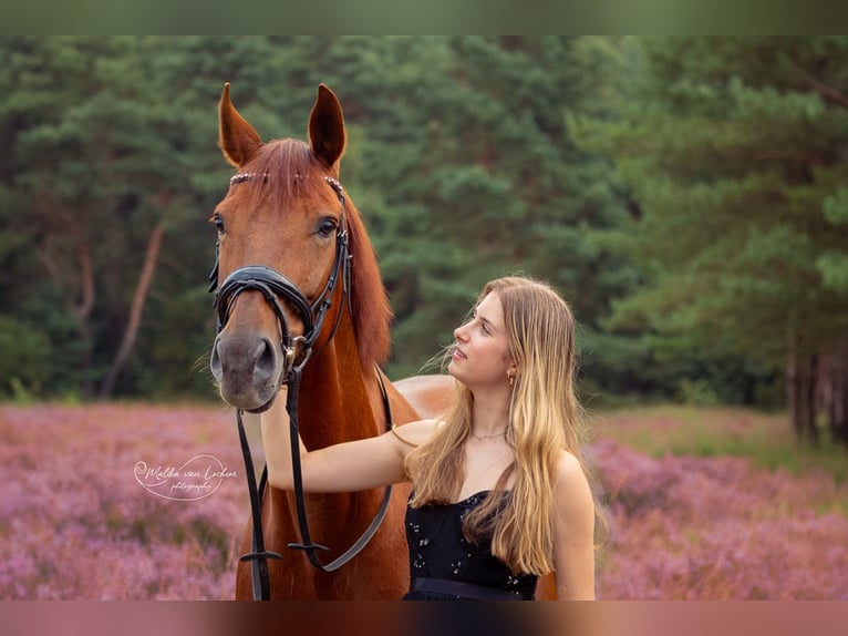 Belgisches Warmblut Wallach 12 Jahre 164 cm Fuchs in Eindhoven