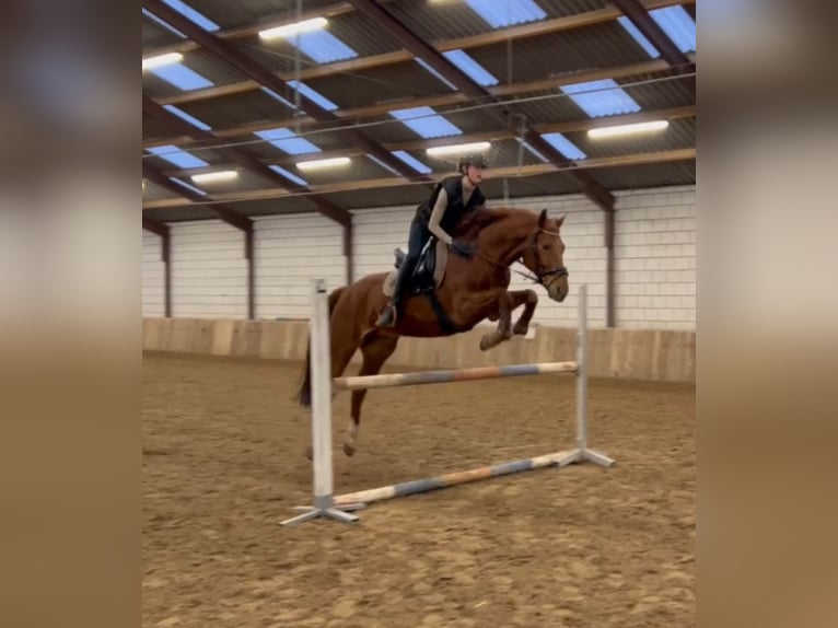 Belgisches Warmblut Wallach 12 Jahre 164 cm Fuchs in Eindhoven