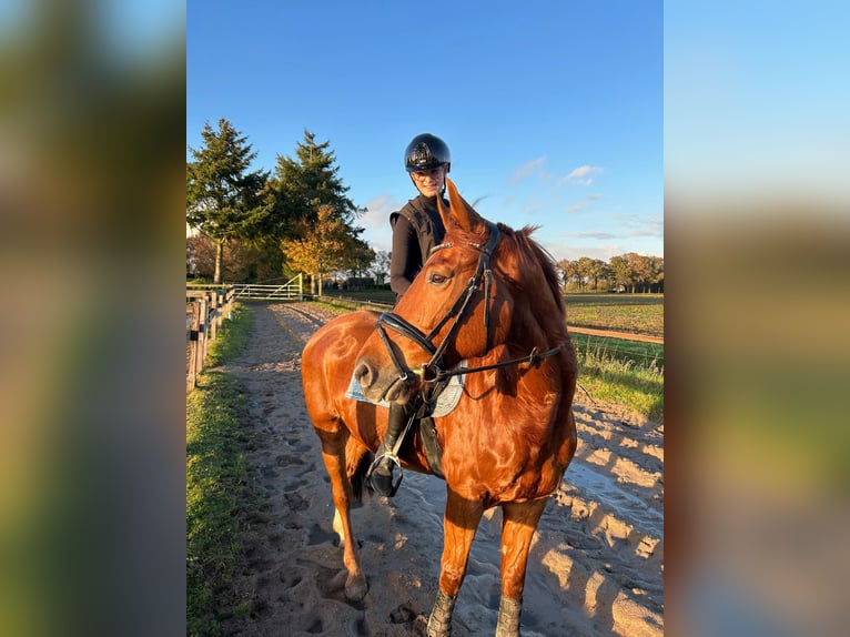 Belgisches Warmblut Wallach 12 Jahre 164 cm Fuchs in Eindhoven