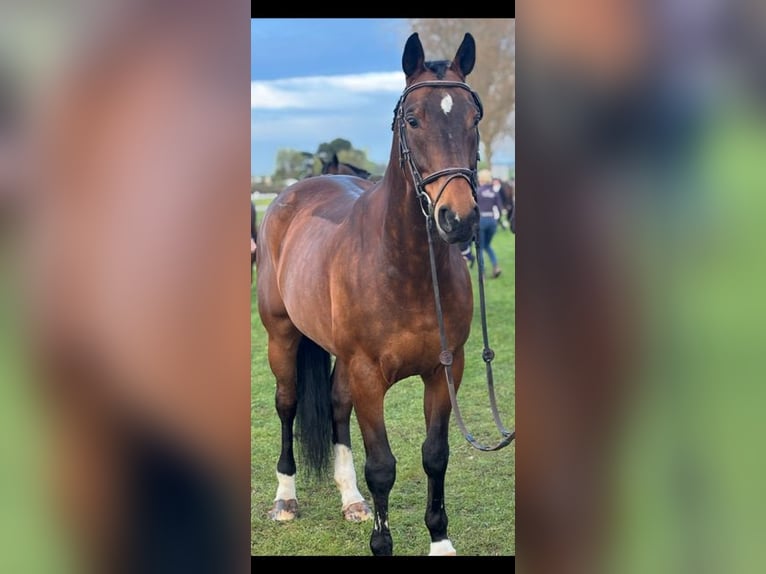 Belgisches Warmblut Wallach 12 Jahre 167 cm Brauner in Lotenhulle