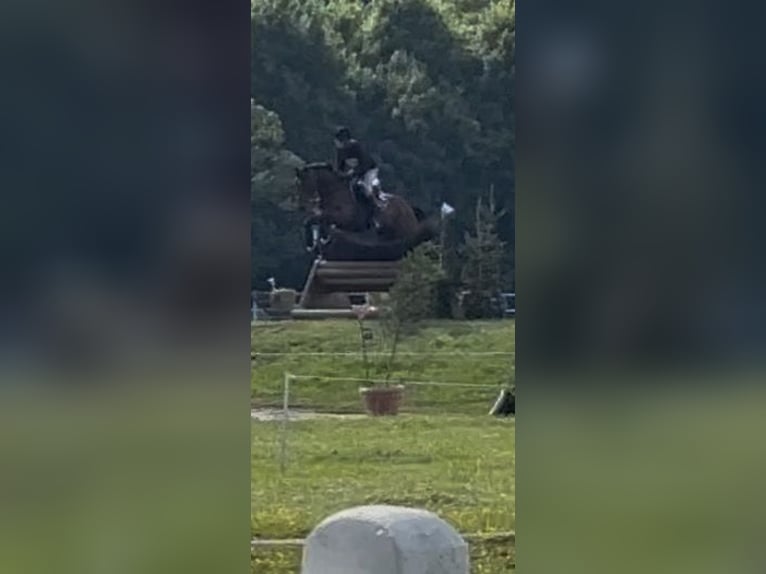 Belgisches Warmblut Wallach 12 Jahre 167 cm Brauner in Lotenhulle