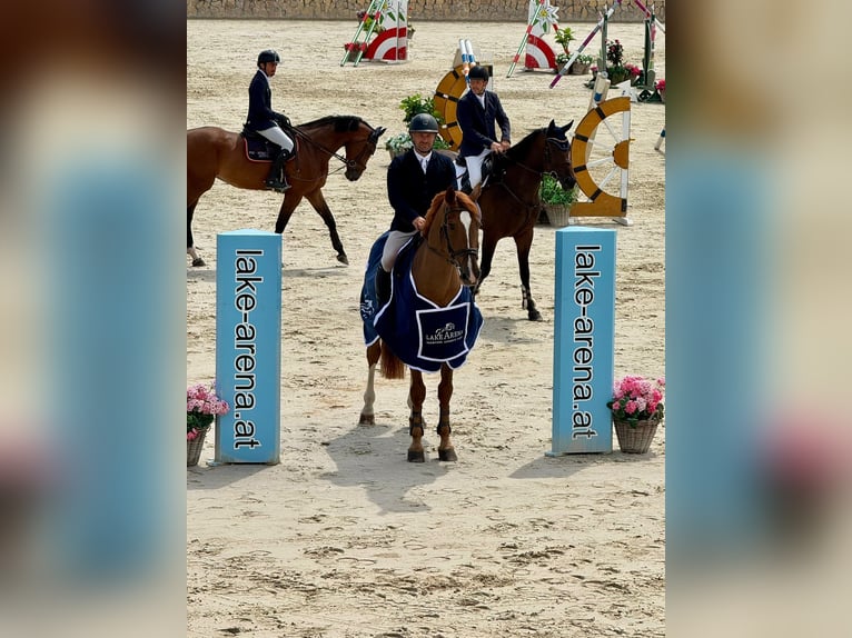 Belgisches Warmblut Wallach 12 Jahre 168 cm Fuchs in Ostopovice