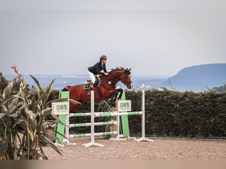 Belgisches Warmblut Wallach 12 Jahre 170 cm Brauner in Beckingen