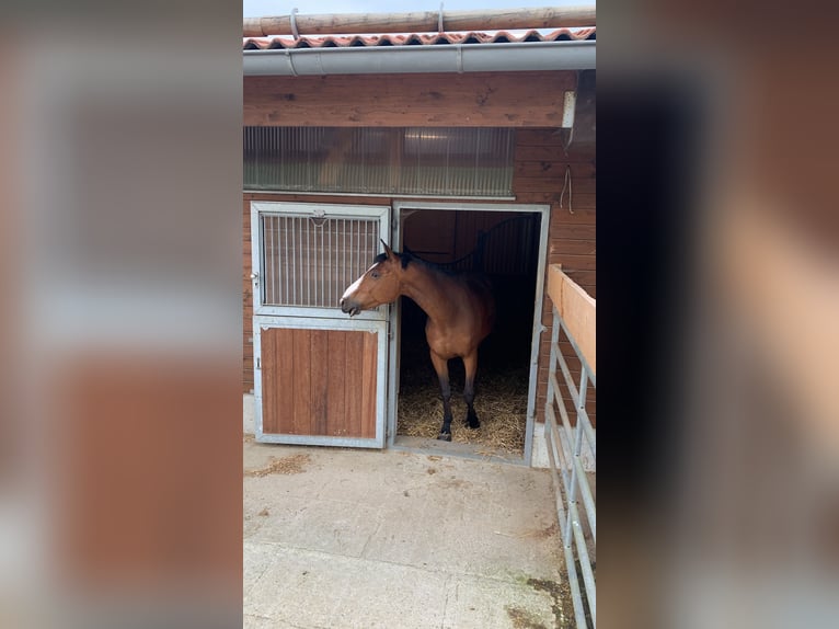 Belgisches Warmblut Wallach 12 Jahre 172 cm Brauner in Holzkirchen