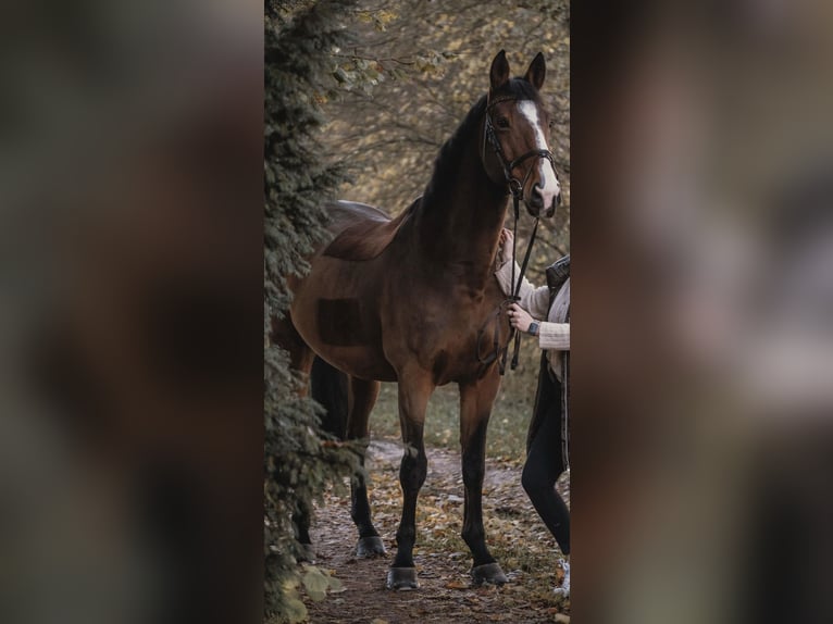 Belgisches Warmblut Wallach 12 Jahre 172 cm Brauner in Holzkirchen